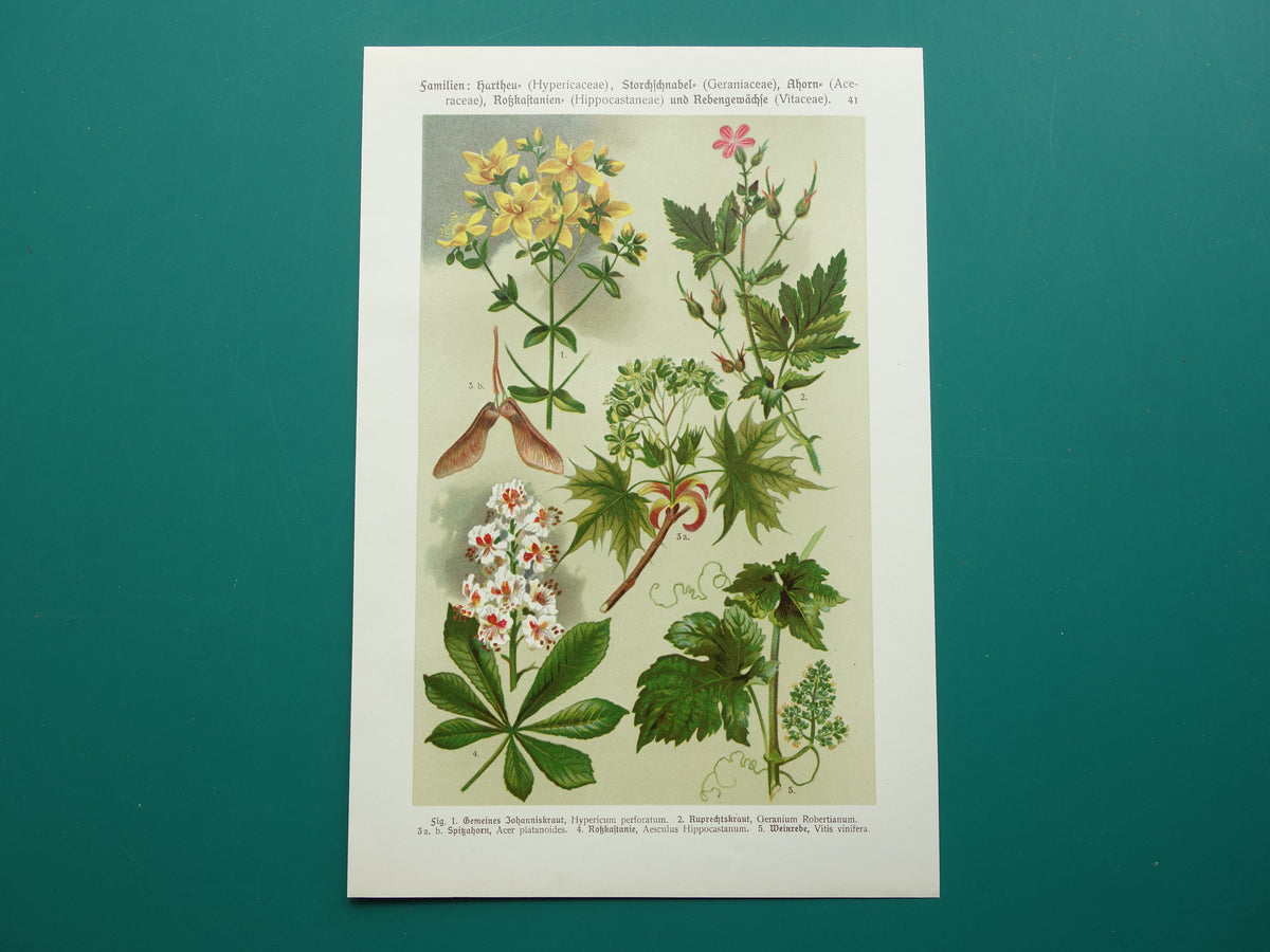 Set van drie oude botanische prenten - 1911 originele antieke bloemen illustratie - 3 vintage bloem prints paars