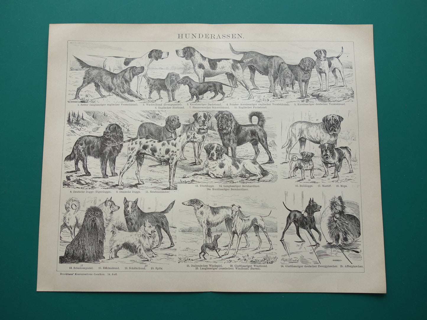 HONDEN oude prent uit 1898 over Hondenrassen Originele antieke Hond illustratie vintage prints