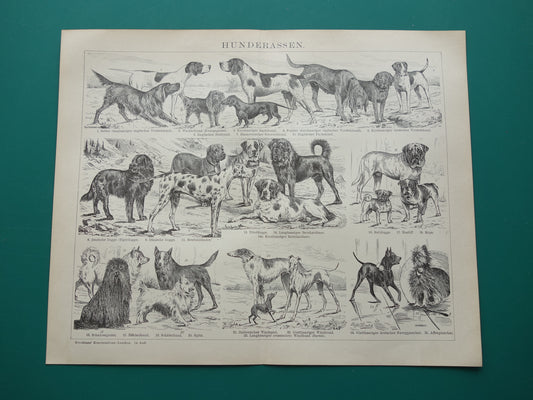 HONDEN oude prent uit 1898 over Hondenrassen Originele antieke Hond illustratie vintage prints