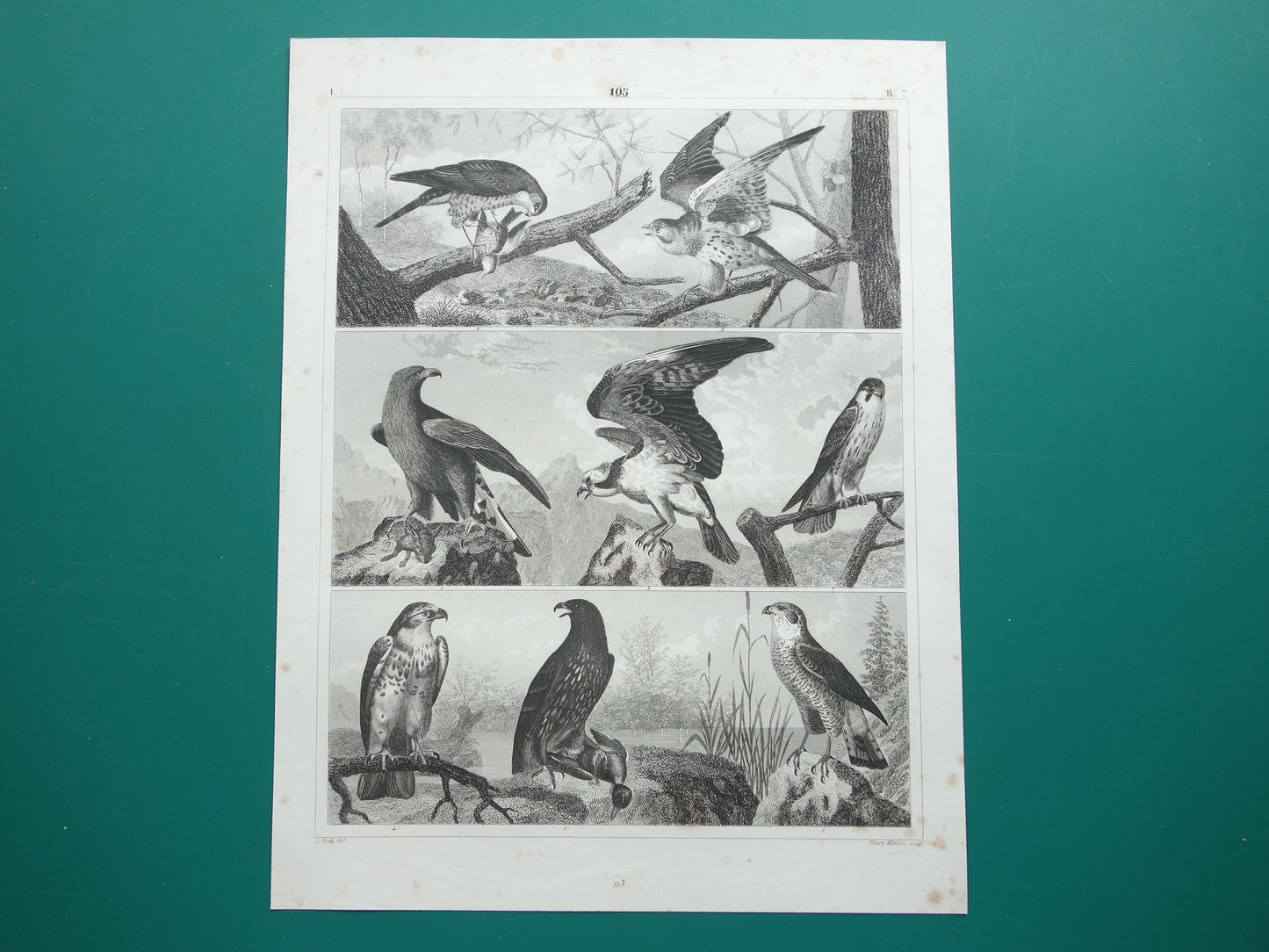 Alter Druck von Greifvögeln, originale antike Vogelillustration, Adler Sperber, Fischadler, Vintage-Bilddrucke