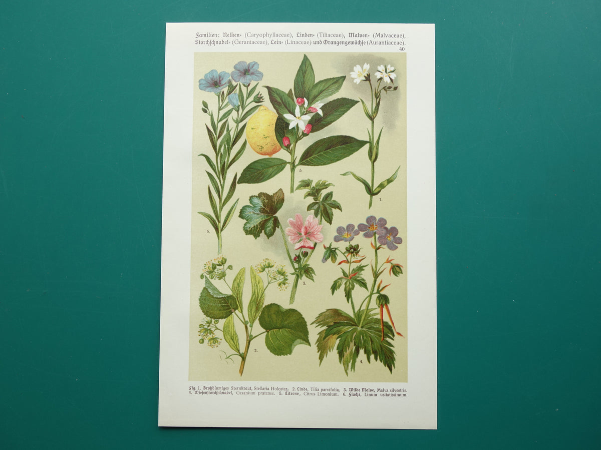 Set van drie oude botanische prenten - 1911 originele antieke bloemen illustratie - 3 vintage bloem prints paars