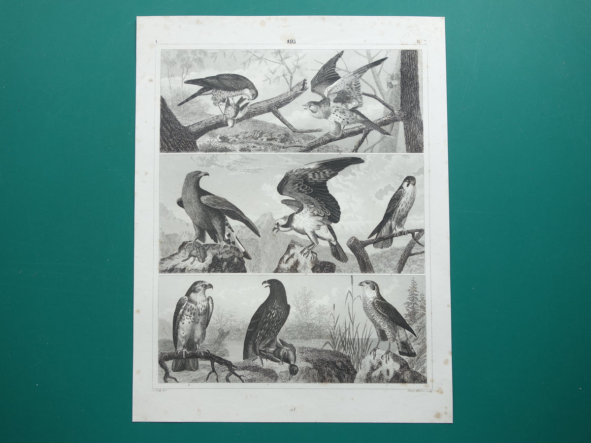 Alter Druck von Greifvögeln, originale antike Vogelillustration, Adler Sperber, Fischadler, Vintage-Bilddrucke