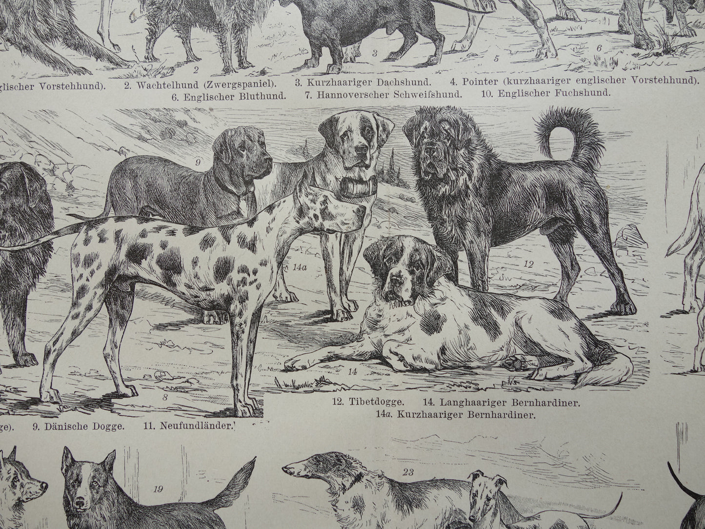 HONDEN oude prent uit 1898 over Hondenrassen Originele antieke Hond illustratie vintage prints