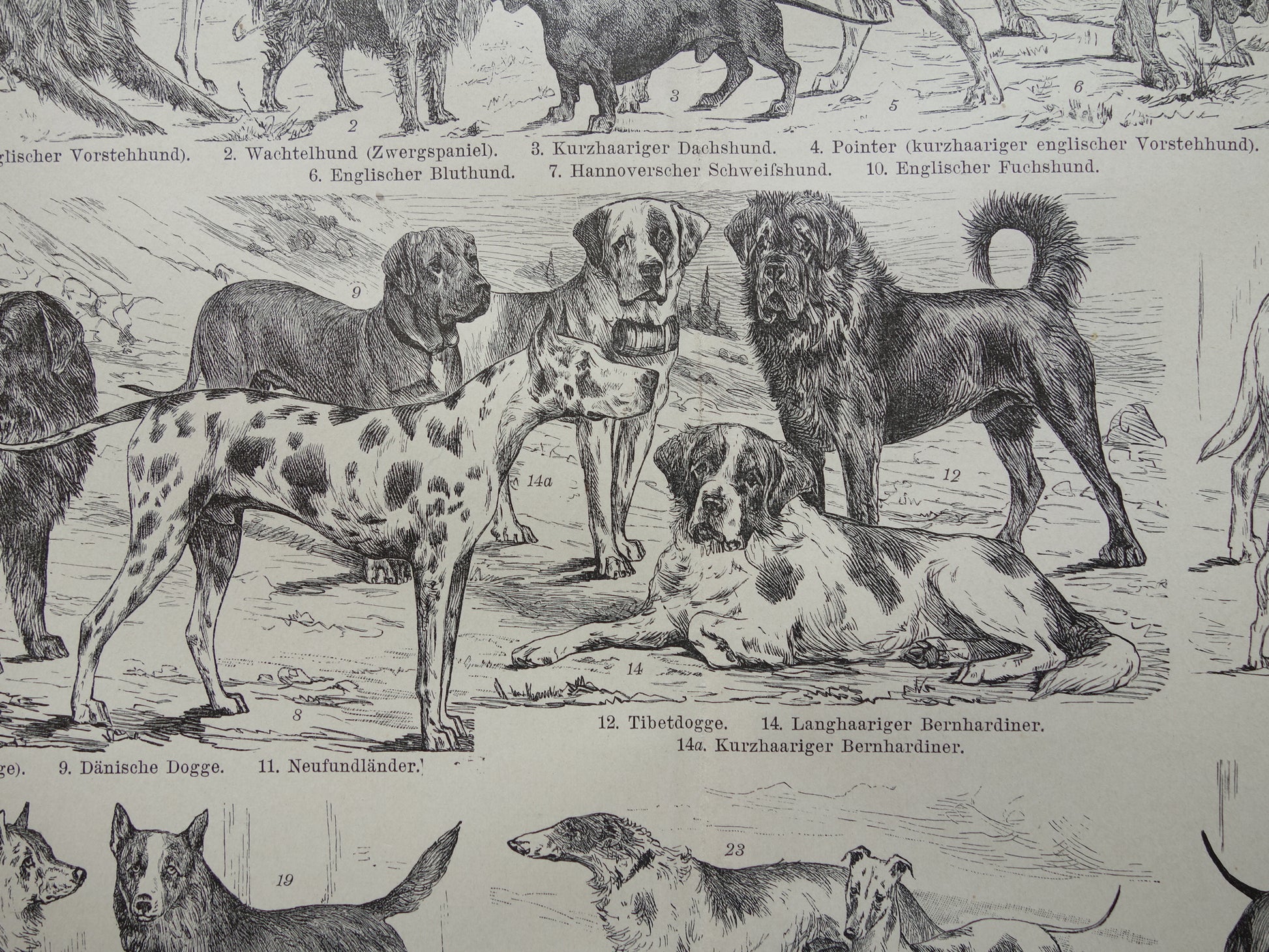 HONDEN oude prent uit 1898 over Hondenrassen Originele antieke Hond illustratie vintage prints