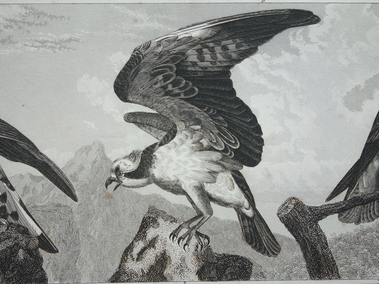 Alter Druck von Greifvögeln, originale antike Vogelillustration, Adler Sperber, Fischadler, Vintage-Bilddrucke