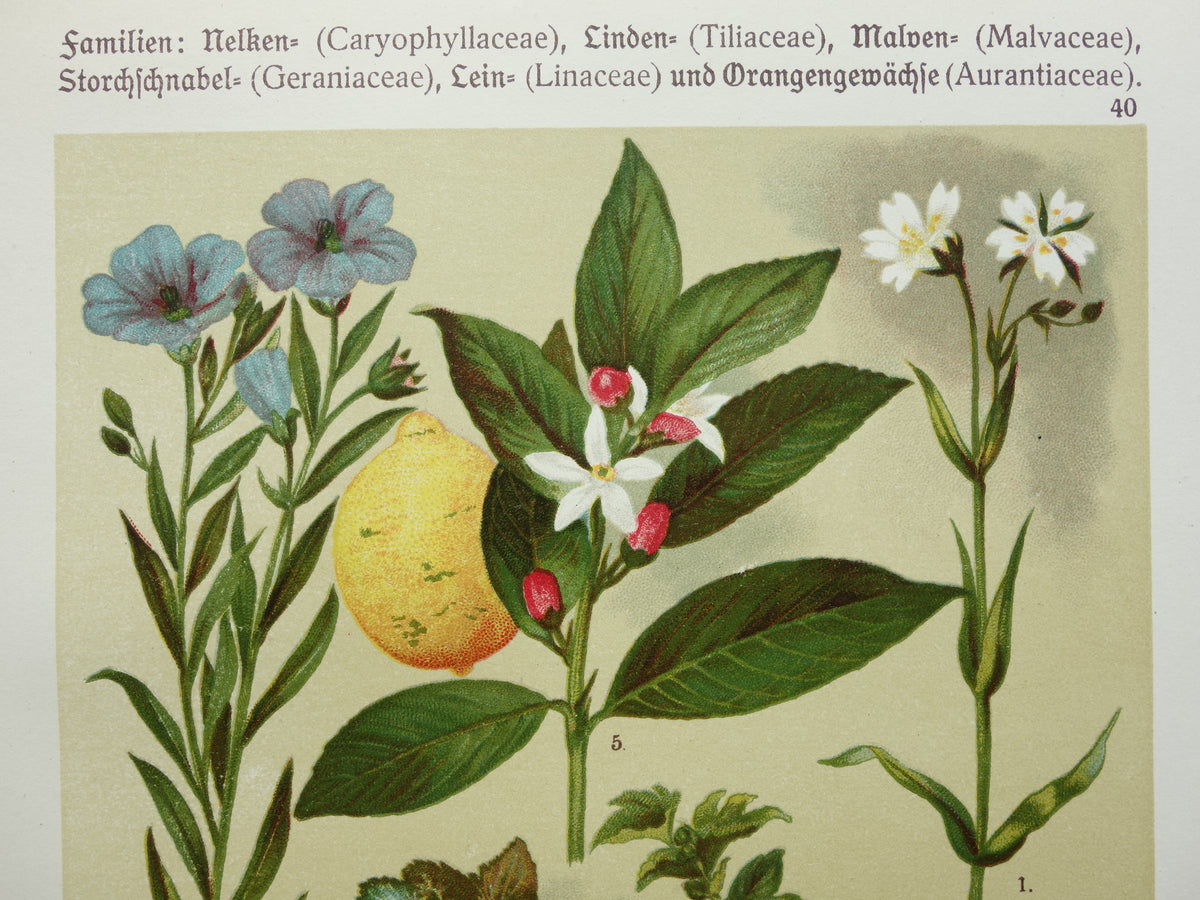 Set van drie oude botanische prenten - 1911 originele antieke bloemen illustratie - 3 vintage bloem prints paars