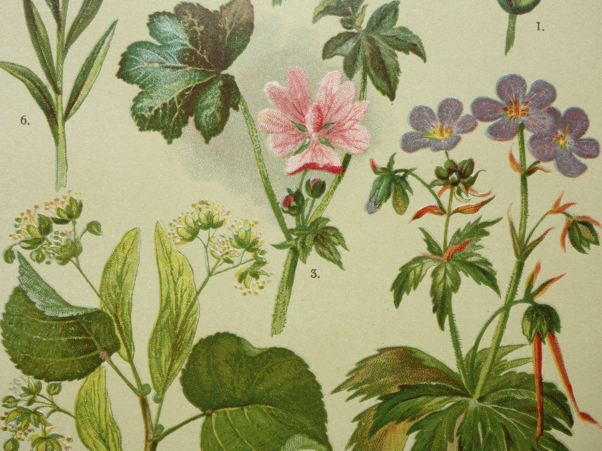 Set van drie oude botanische prenten - 1911 originele antieke bloemen illustratie - 3 vintage bloem prints paars