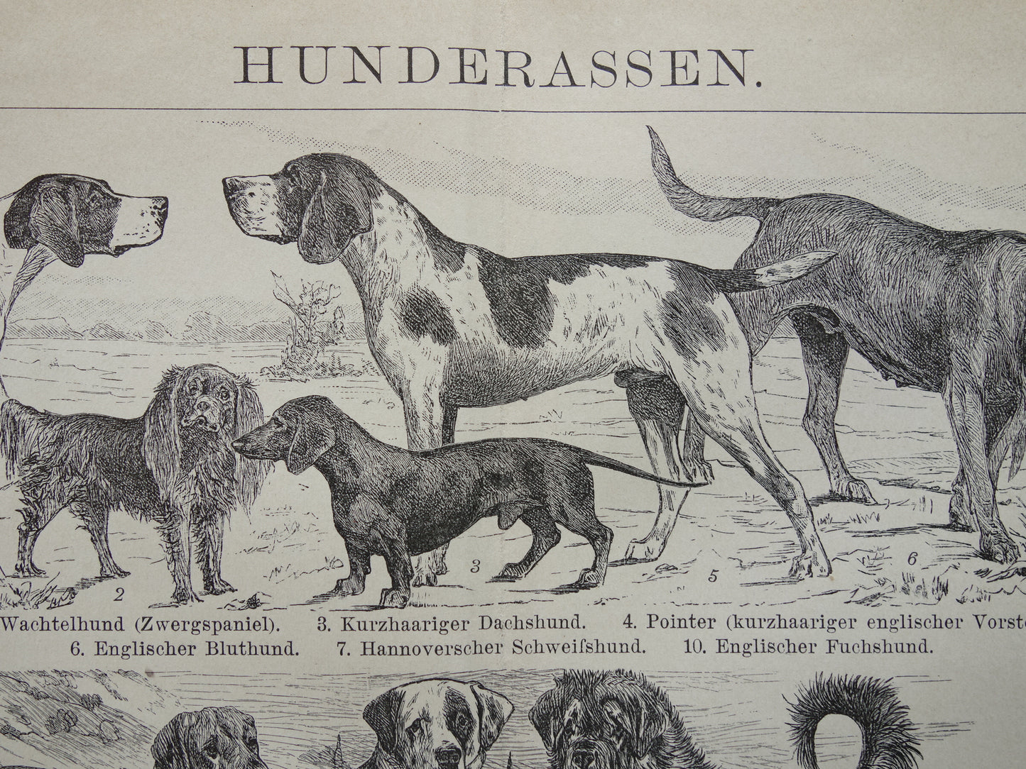 HONDEN oude prent uit 1898 over Hondenrassen Originele antieke Hond illustratie vintage prints