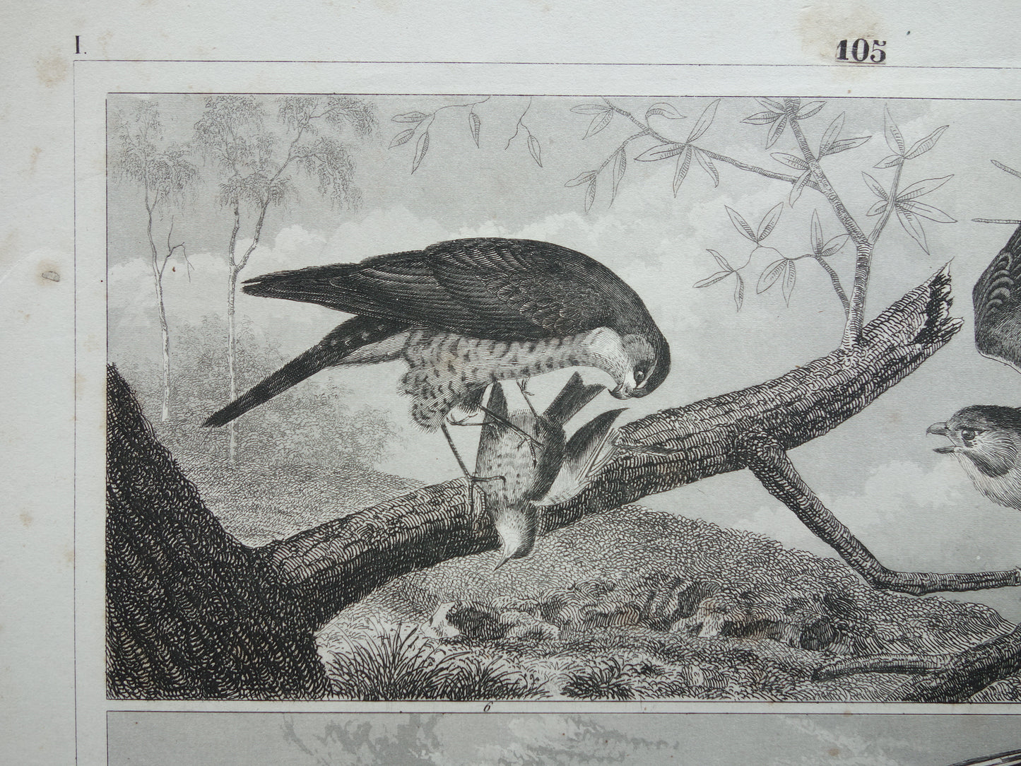 Alter Druck von Greifvögeln, originale antike Vogelillustration, Adler Sperber, Fischadler, Vintage-Bilddrucke