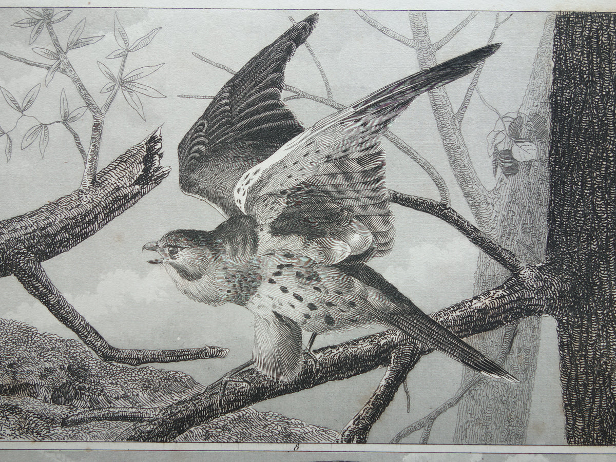 Alter Druck von Greifvögeln, originale antike Vogelillustration, Adler Sperber, Fischadler, Vintage-Bilddrucke