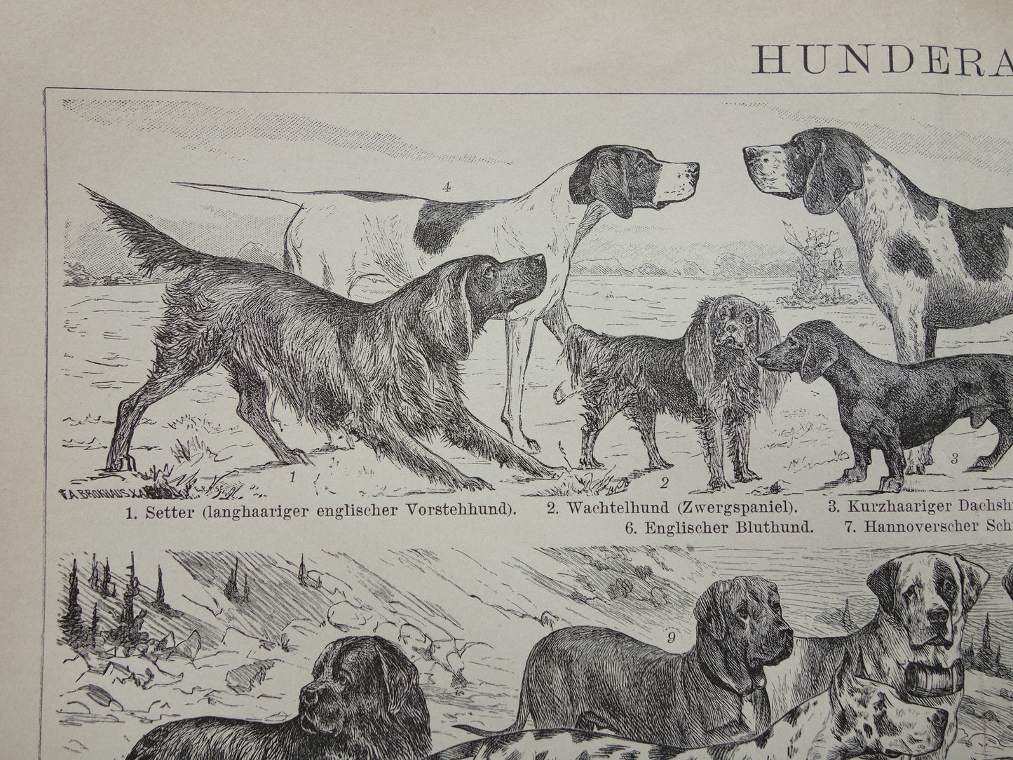 HONDEN oude prent uit 1898 over Hondenrassen Originele antieke Hond illustratie vintage prints