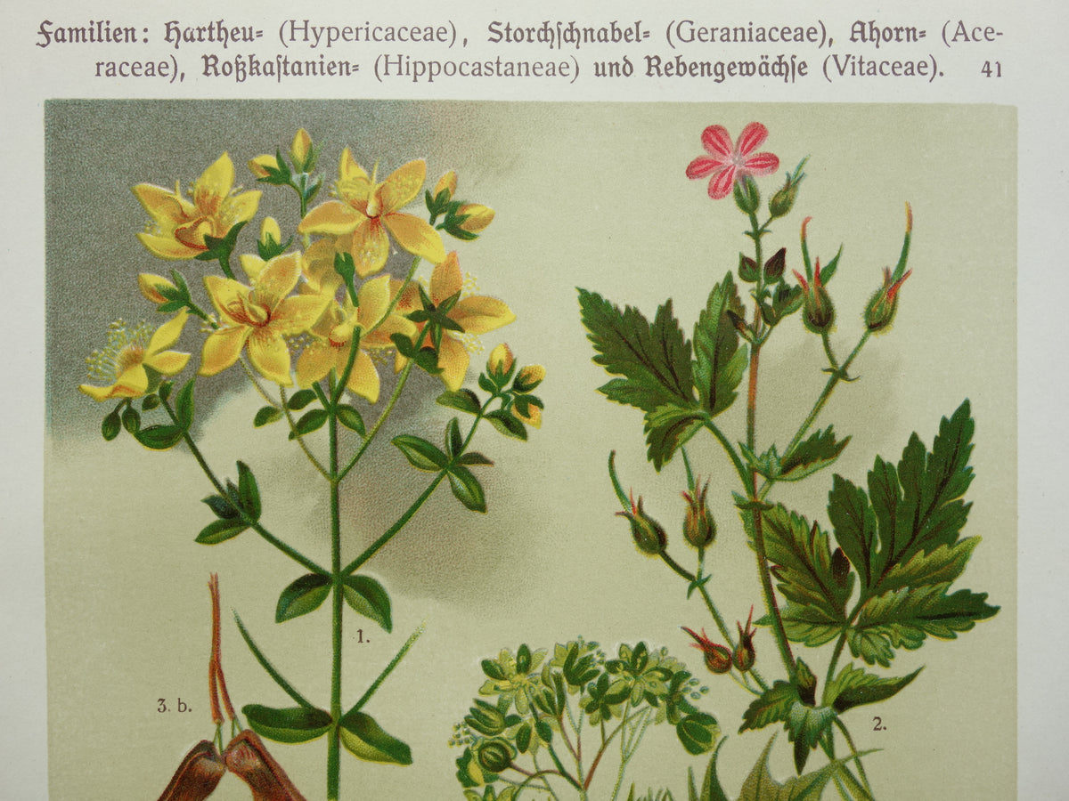 Set van drie oude botanische prenten - 1911 originele antieke bloemen illustratie - 3 vintage bloem prints paars