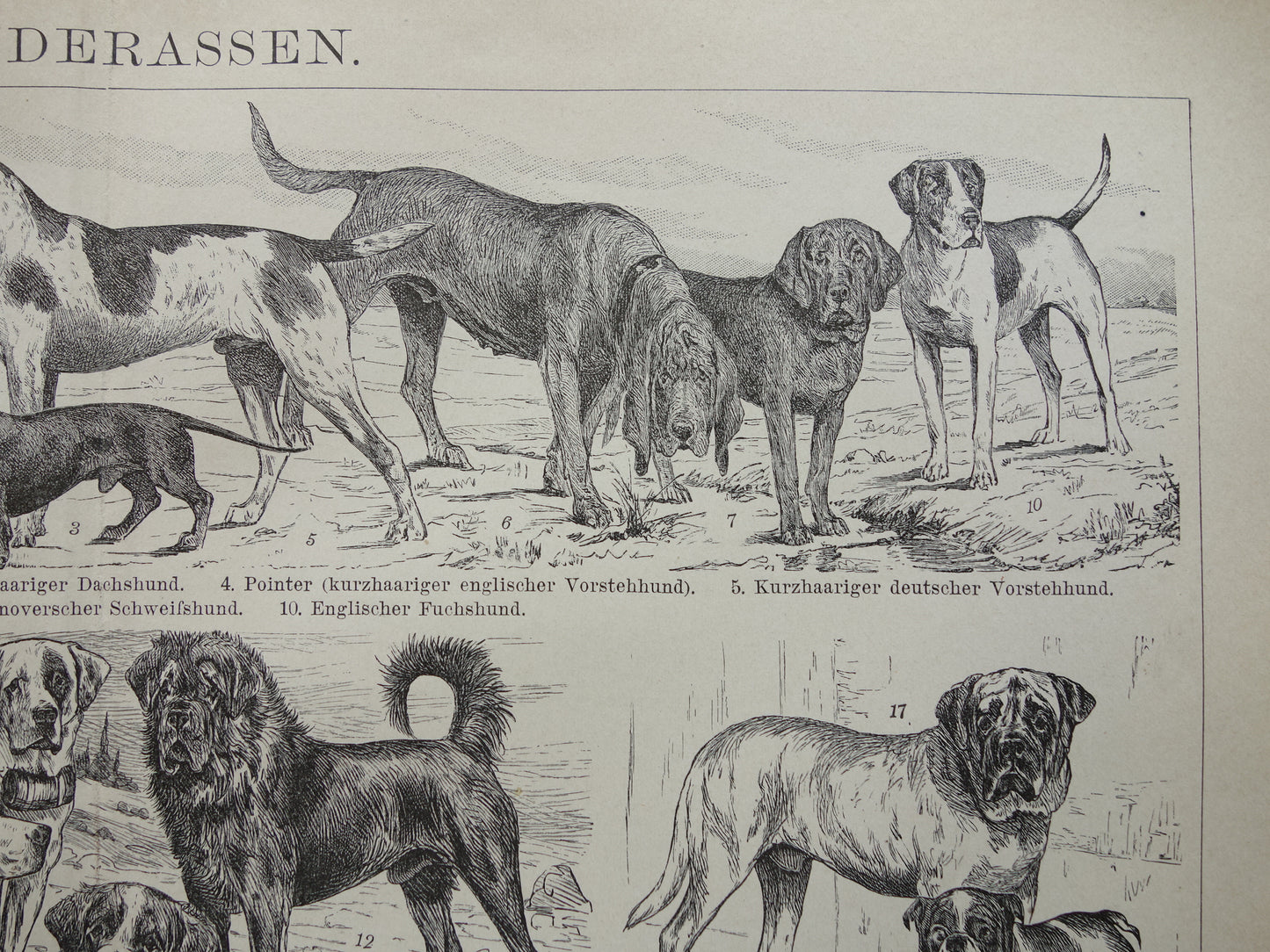 HONDEN oude prent uit 1898 over Hondenrassen Originele antieke Hond illustratie vintage prints
