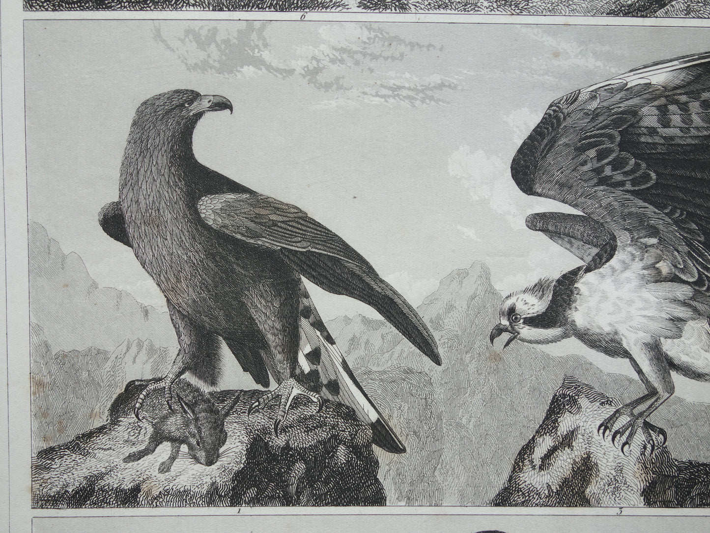 Alter Druck von Greifvögeln, originale antike Vogelillustration, Adler Sperber, Fischadler, Vintage-Bilddrucke