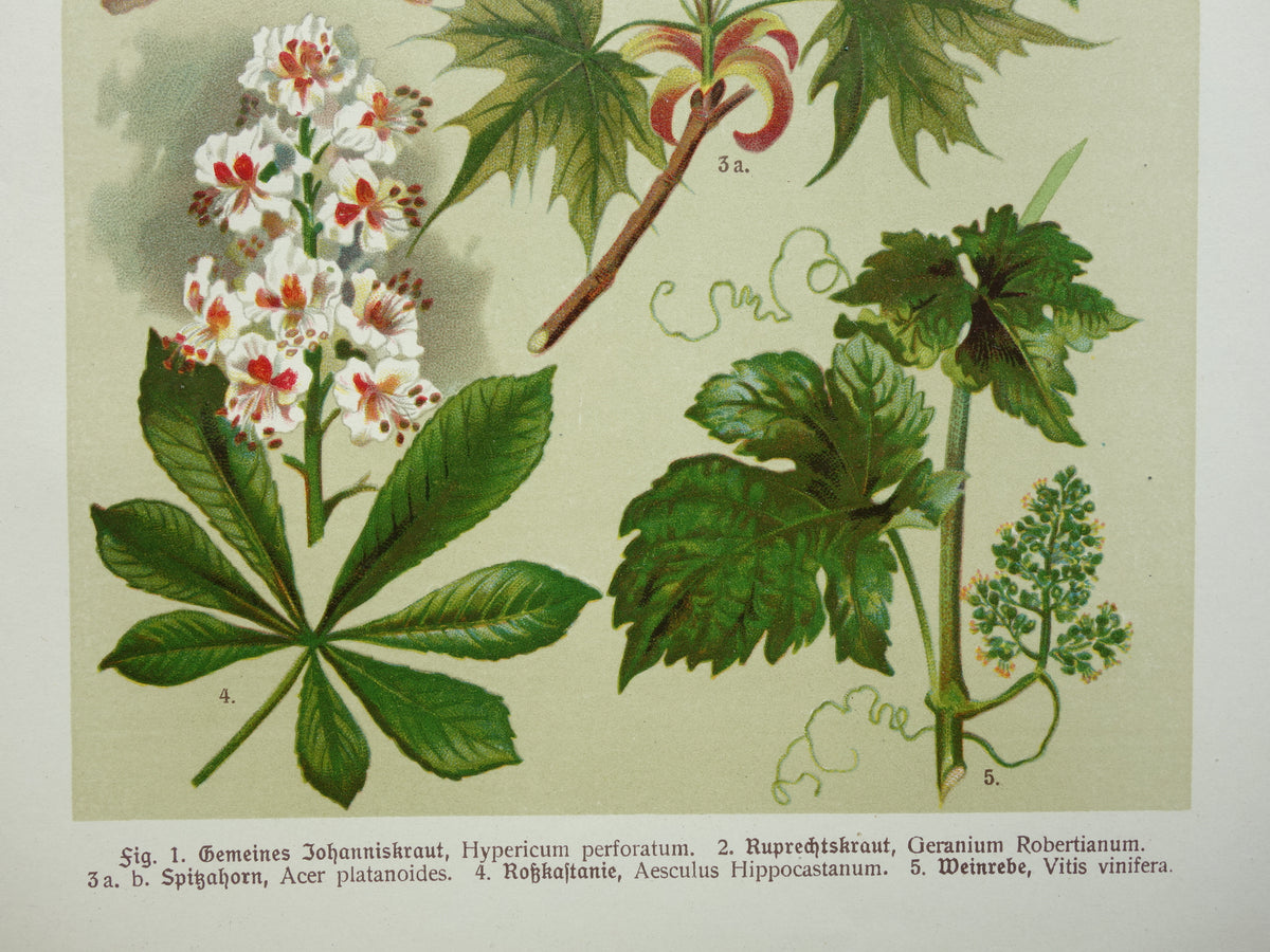 Set van drie oude botanische prenten - 1911 originele antieke bloemen illustratie - 3 vintage bloem prints paars