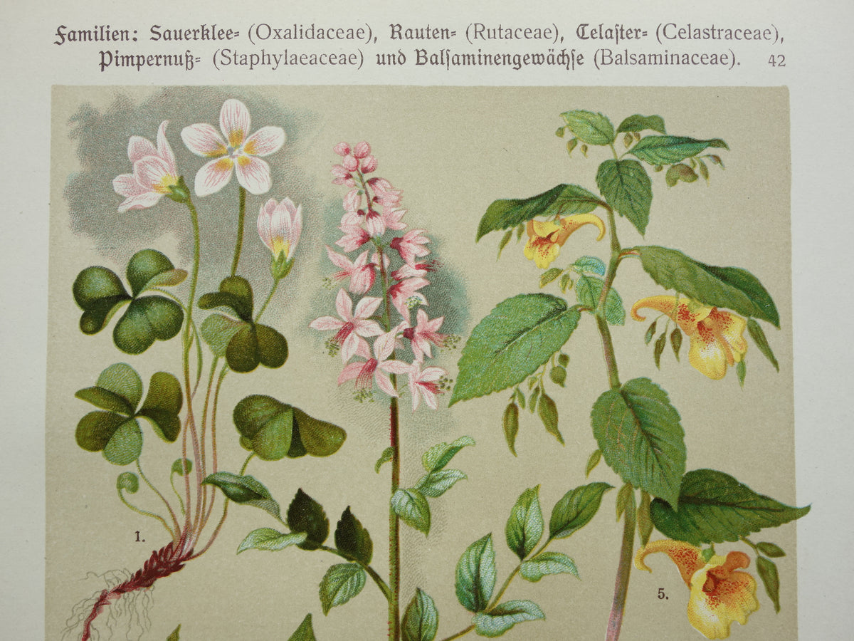 Set van drie oude botanische prenten - 1911 originele antieke bloemen illustratie - 3 vintage bloem prints paars