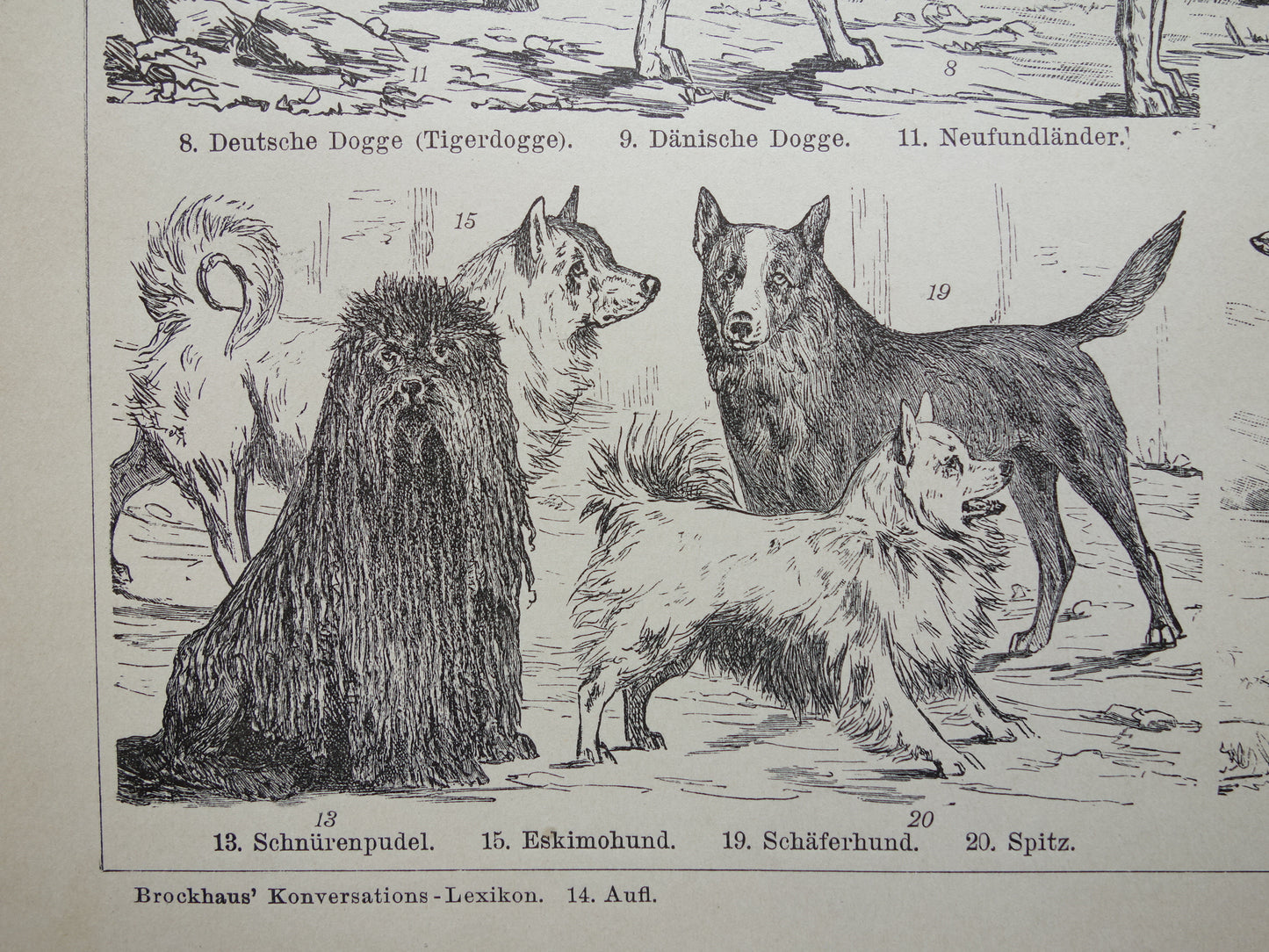 HONDEN oude prent uit 1898 over Hondenrassen Originele antieke Hond illustratie vintage prints