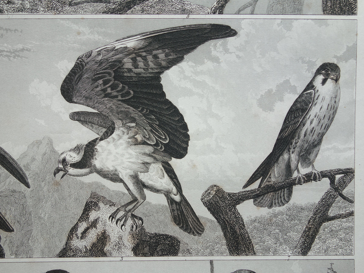 Alter Druck von Greifvögeln, originale antike Vogelillustration, Adler Sperber, Fischadler, Vintage-Bilddrucke