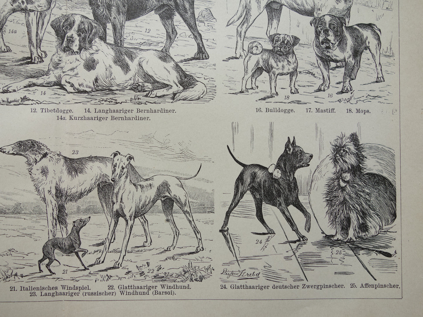 HONDEN oude prent uit 1898 over Hondenrassen Originele antieke Hond illustratie vintage prints