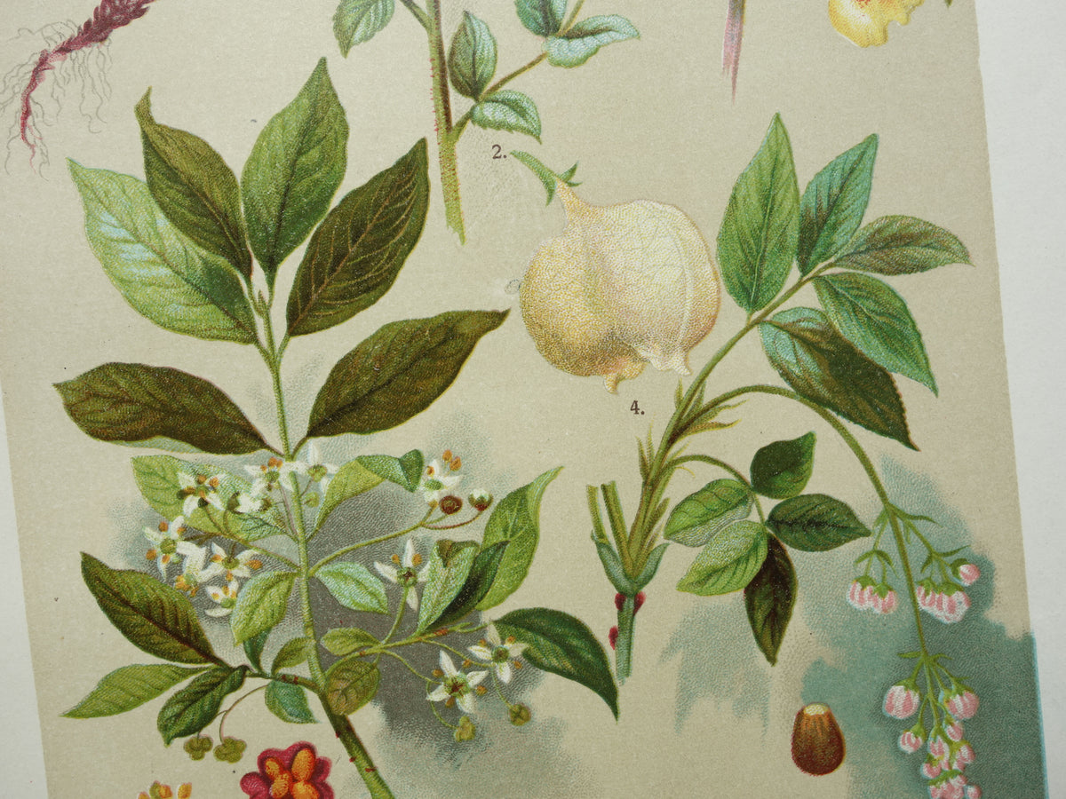 Set van drie oude botanische prenten - 1911 originele antieke bloemen illustratie - 3 vintage bloem prints paars