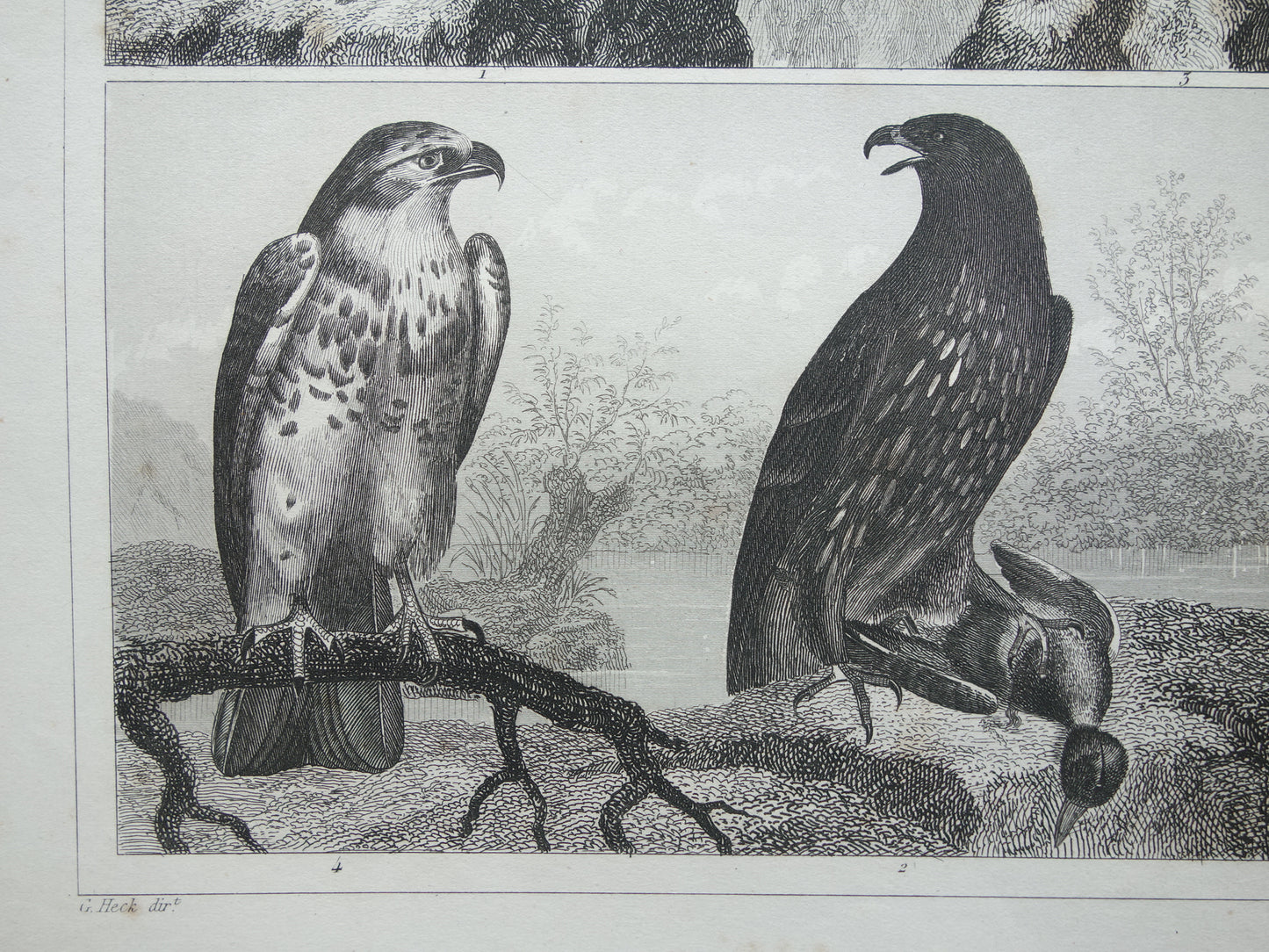 Alter Druck von Greifvögeln, originale antike Vogelillustration, Adler Sperber, Fischadler, Vintage-Bilddrucke