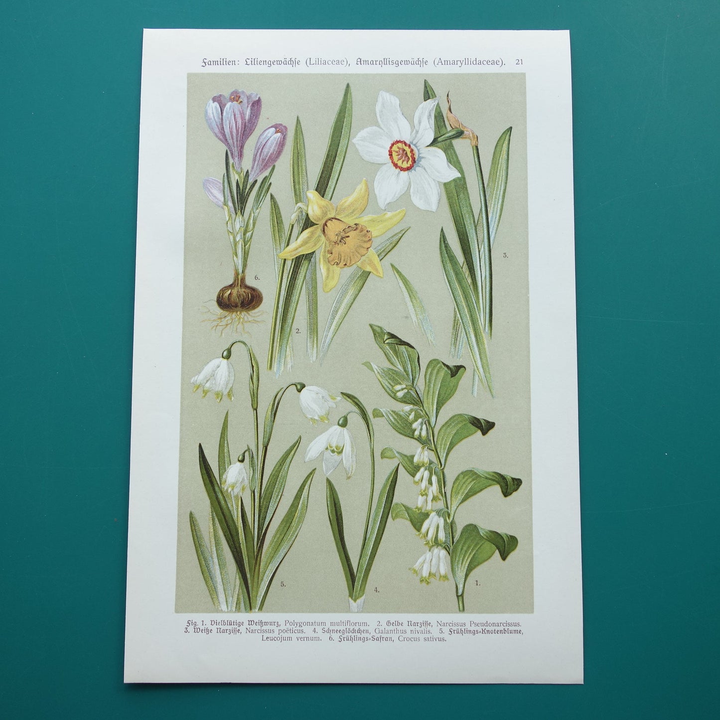 Antieke botanische prent Gewone salomonszegel Wilde narcis Dichtersnarcis Sneeuwklokje Lenteklokje Saffraankrokus originele oude illustratie botanie prenten