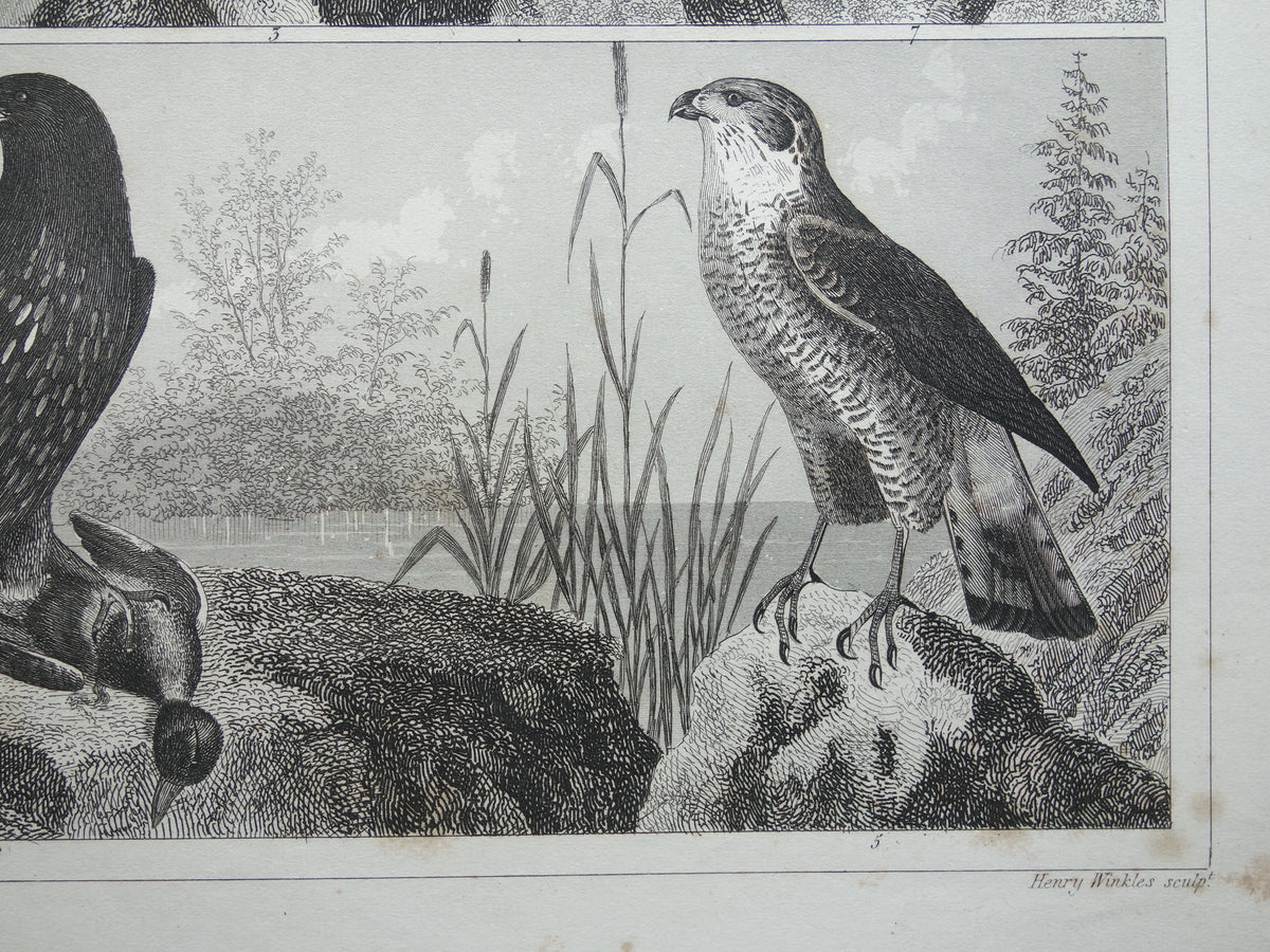 Alter Druck von Greifvögeln, originale antike Vogelillustration, Adler Sperber, Fischadler, Vintage-Bilddrucke