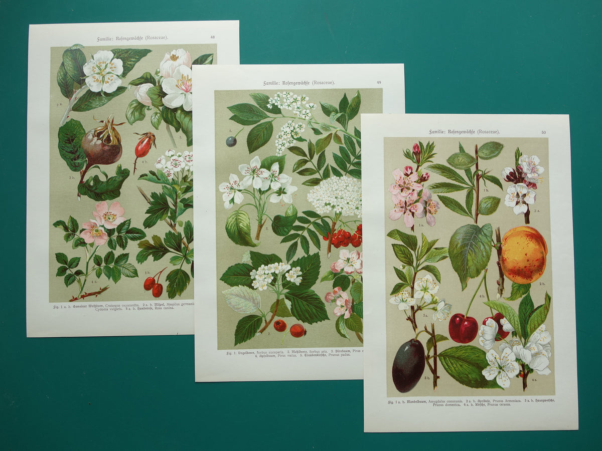 set of three antique botanical prints for sale