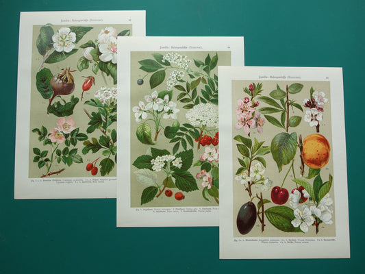Set van drie antieke botanische prenten - 1911 originele oude bloemen illustratie - vintage historische bloem prenten