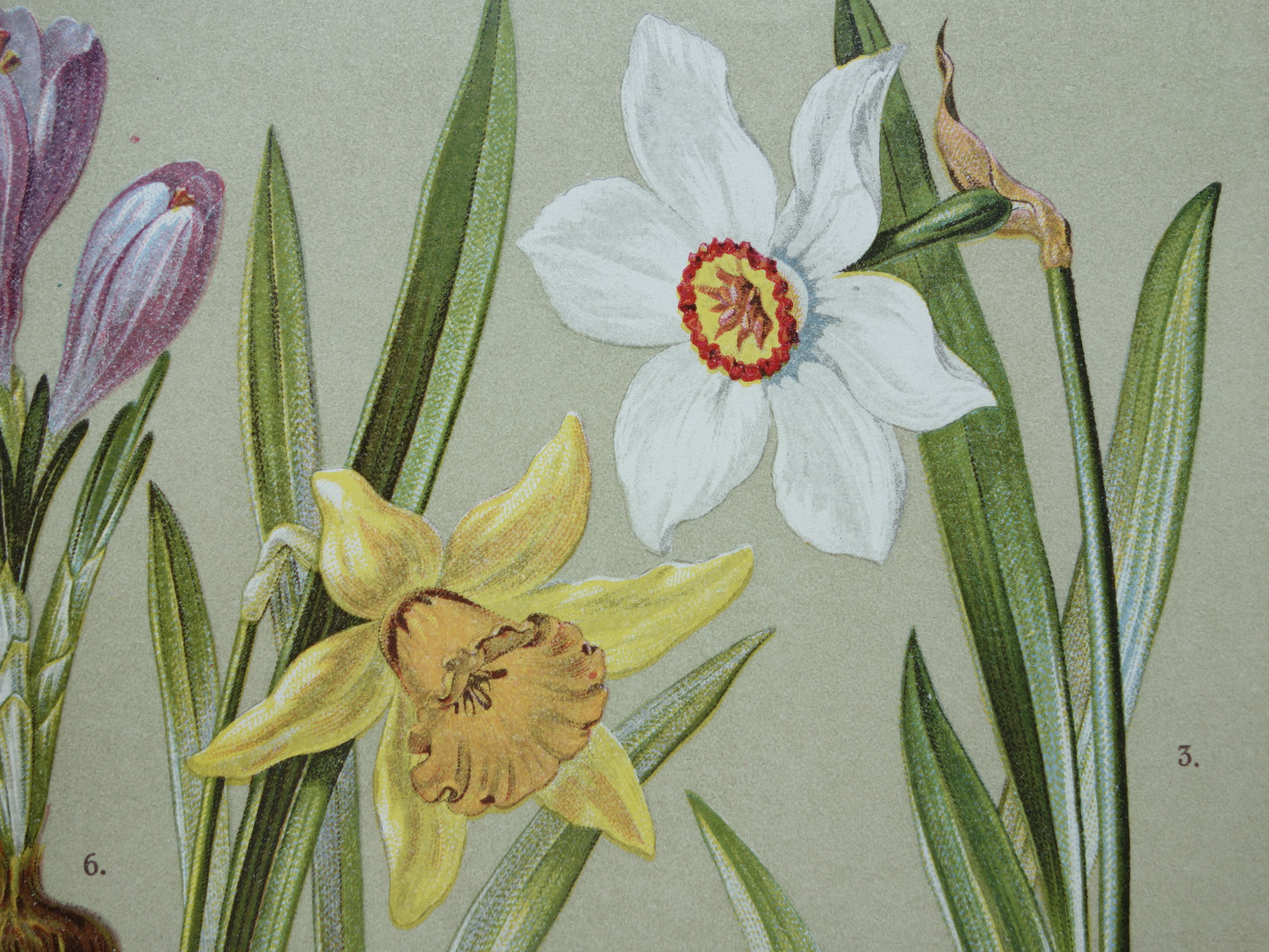 original antique botanical prints for sale