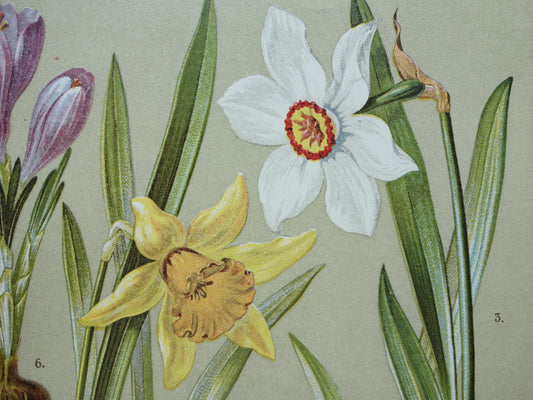 Antieke botanische prent Gewone salomonszegel Wilde narcis Dichtersnarcis Sneeuwklokje Lenteklokje Saffraankrokus originele oude illustratie botanie prenten