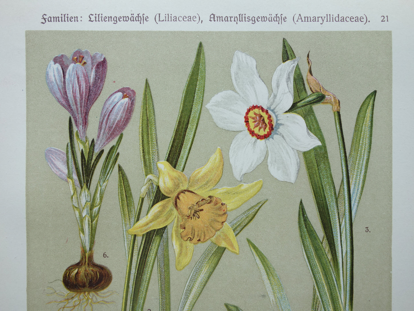 Antieke botanische prent Gewone salomonszegel Wilde narcis Dichtersnarcis Sneeuwklokje Lenteklokje Saffraankrokus originele oude illustratie botanie prenten