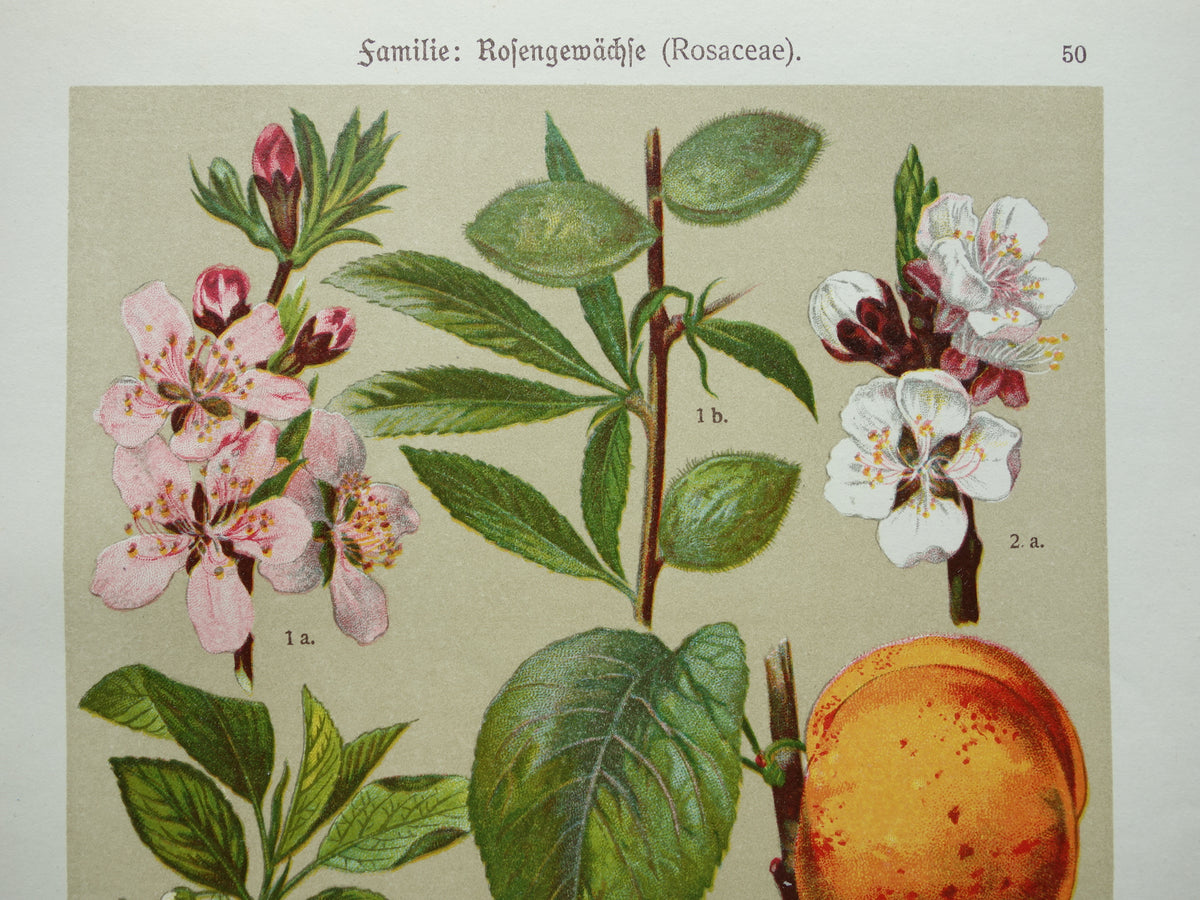 Set van drie antieke botanische prenten - 1911 originele oude bloemen illustratie - vintage historische bloem prenten