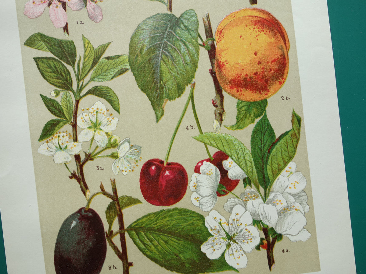 Set van drie antieke botanische prenten - 1911 originele oude bloemen illustratie - vintage historische bloem prenten