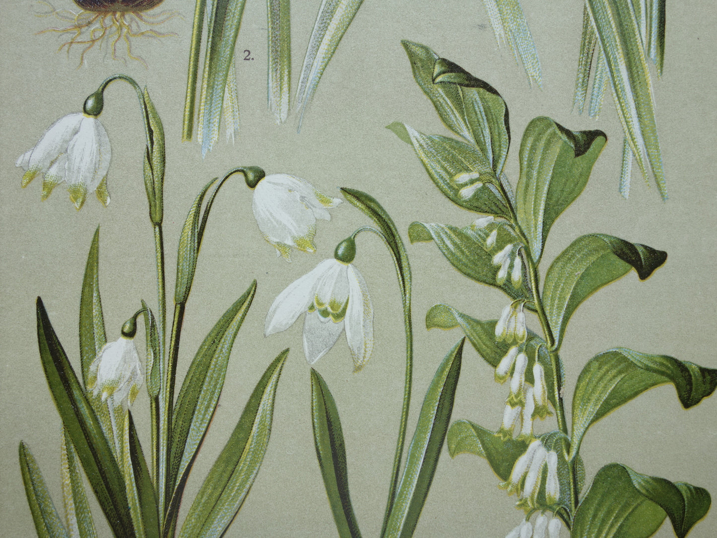 Antieke botanische prent Gewone salomonszegel Wilde narcis Dichtersnarcis Sneeuwklokje Lenteklokje Saffraankrokus originele oude illustratie botanie prenten