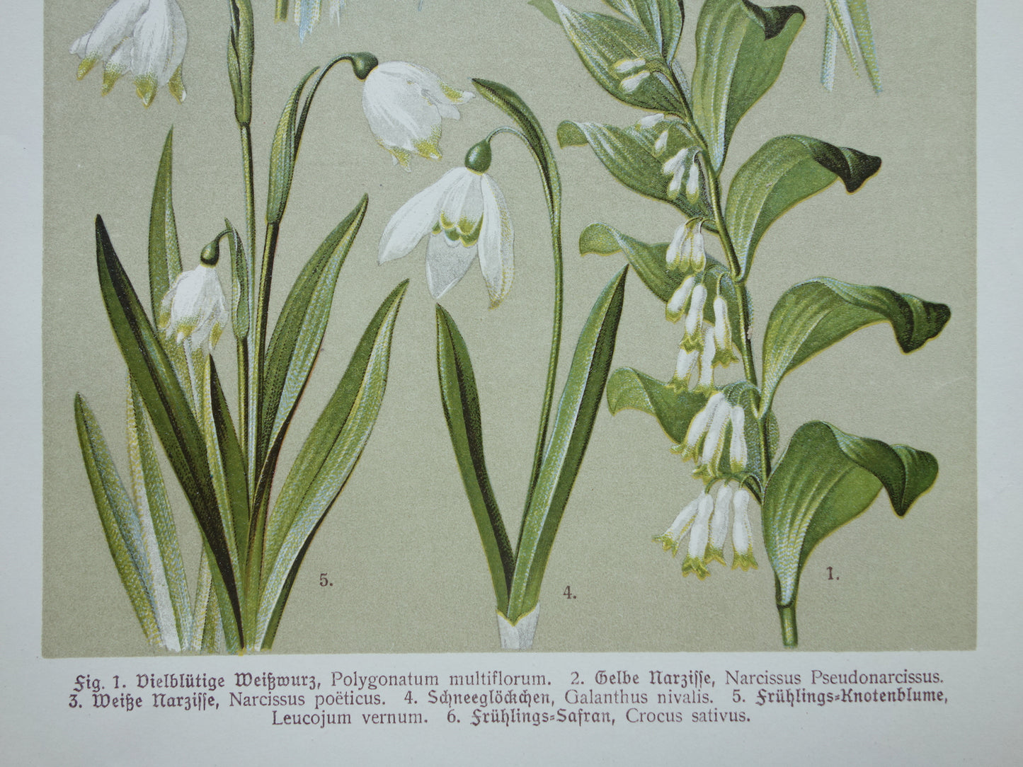 Antieke botanische prent Gewone salomonszegel Wilde narcis Dichtersnarcis Sneeuwklokje Lenteklokje Saffraankrokus originele oude illustratie botanie prenten