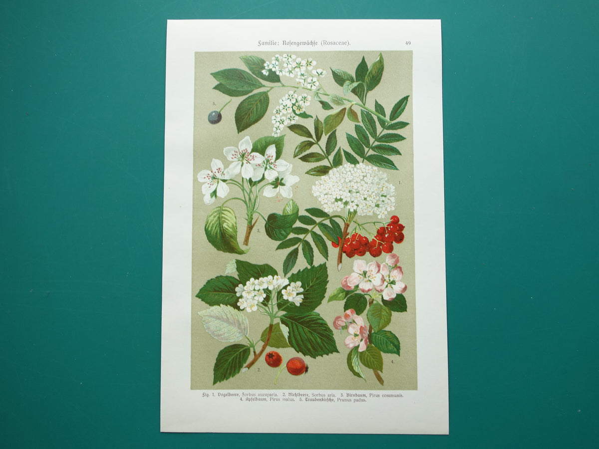 Set van drie antieke botanische prenten - 1911 originele oude bloemen illustratie - vintage historische bloem prenten