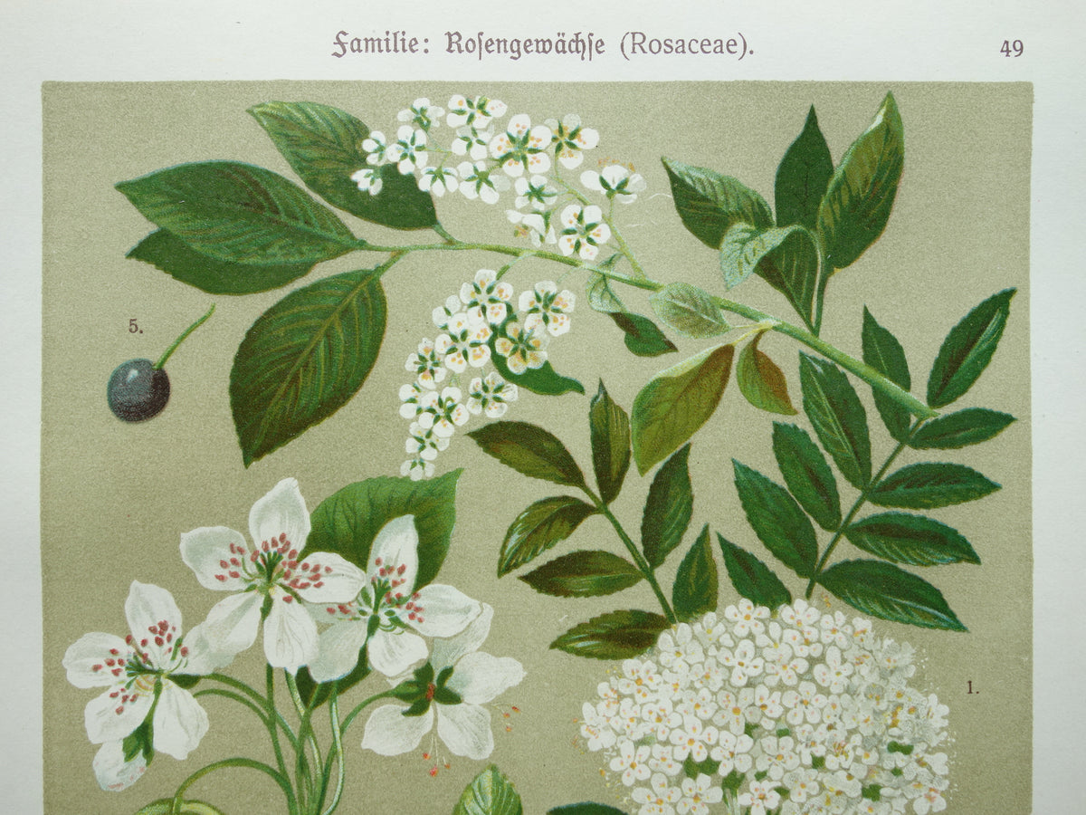 Set van drie antieke botanische prenten - 1911 originele oude bloemen illustratie - vintage historische bloem prenten