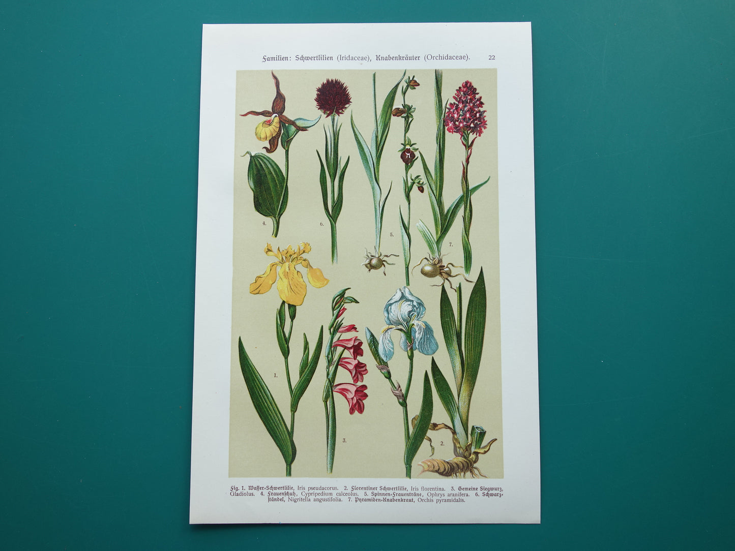 Old botanical print Iris Orchid from 1911 original antique illustration ORCHIDS IRISES