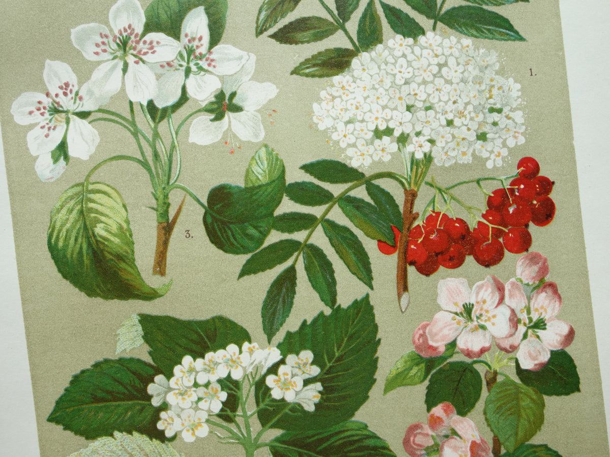 Set van drie antieke botanische prenten - 1911 originele oude bloemen illustratie - vintage historische bloem prenten