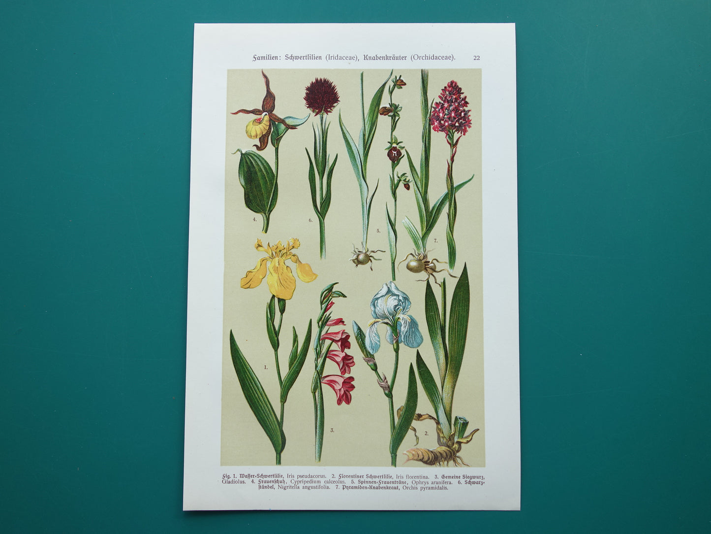 Old botanical print Iris Orchid from 1911 original antique illustration ORCHIDS IRISES