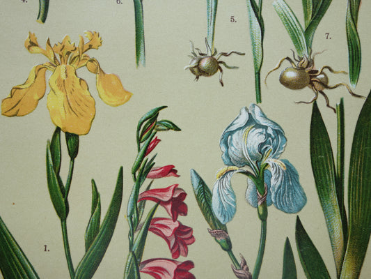 Oude botanische prent Iris Orchidee uit 1911 originele antieke illustratie ORCHIDEEËN IRISSEN