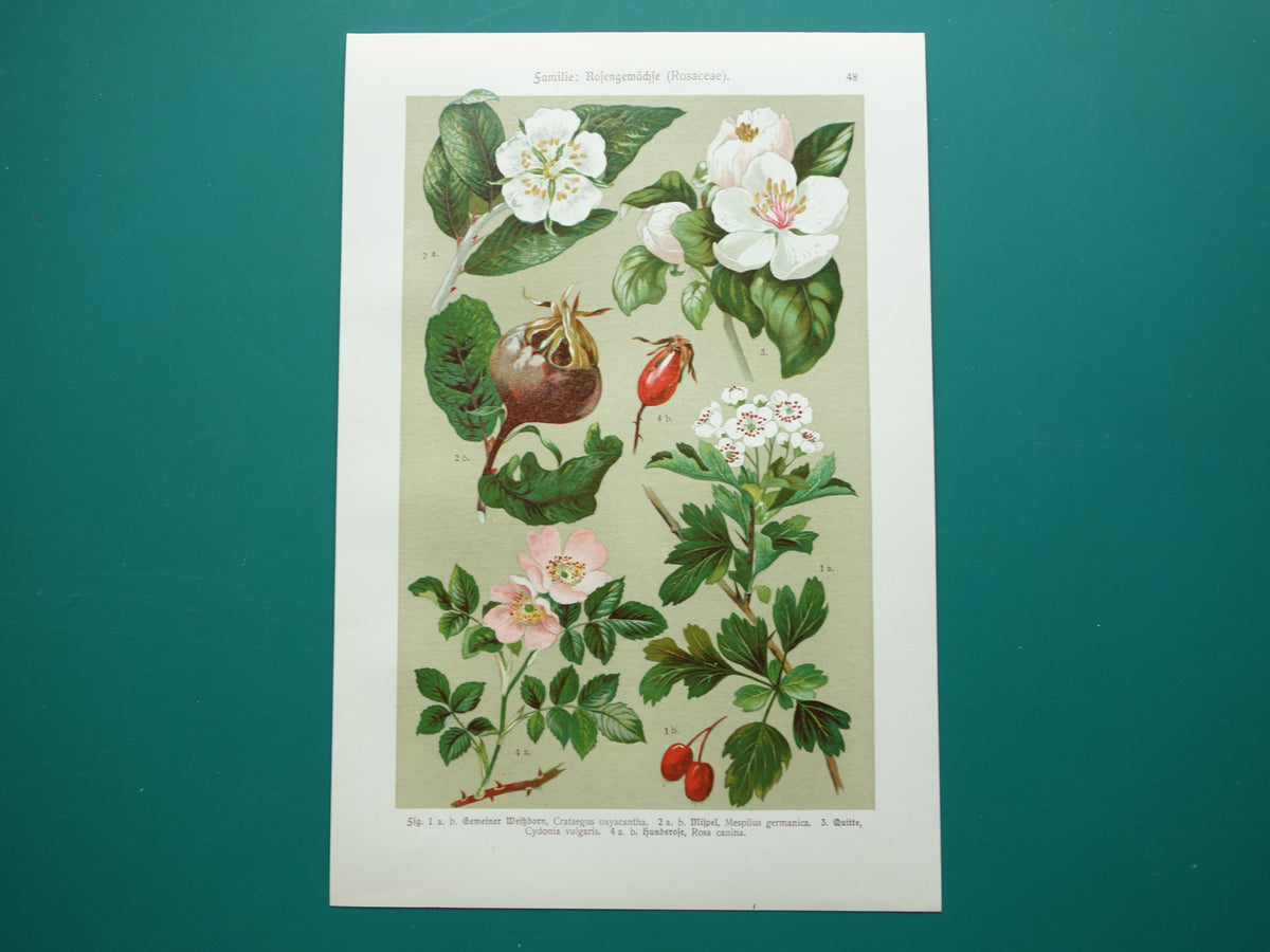 Set van drie antieke botanische prenten - 1911 originele oude bloemen illustratie - vintage historische bloem prenten