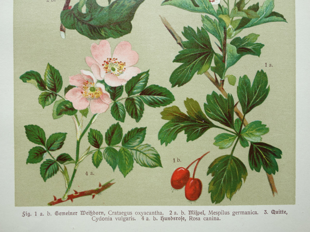 Set van drie antieke botanische prenten - 1911 originele oude bloemen illustratie - vintage historische bloem prenten