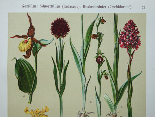 Oude botanische prent Iris Orchidee uit 1911 originele antieke illustratie ORCHIDEEËN IRISSEN