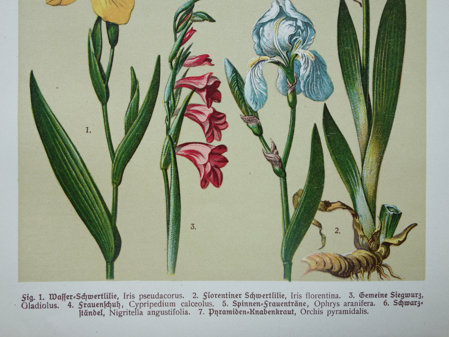 Old botanical print Iris Orchid from 1911 original antique illustration ORCHIDS IRISES