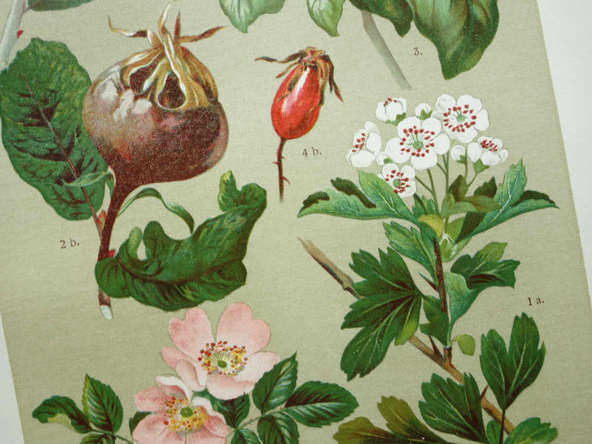 Set van drie antieke botanische prenten - 1911 originele oude bloemen illustratie - vintage historische bloem prenten