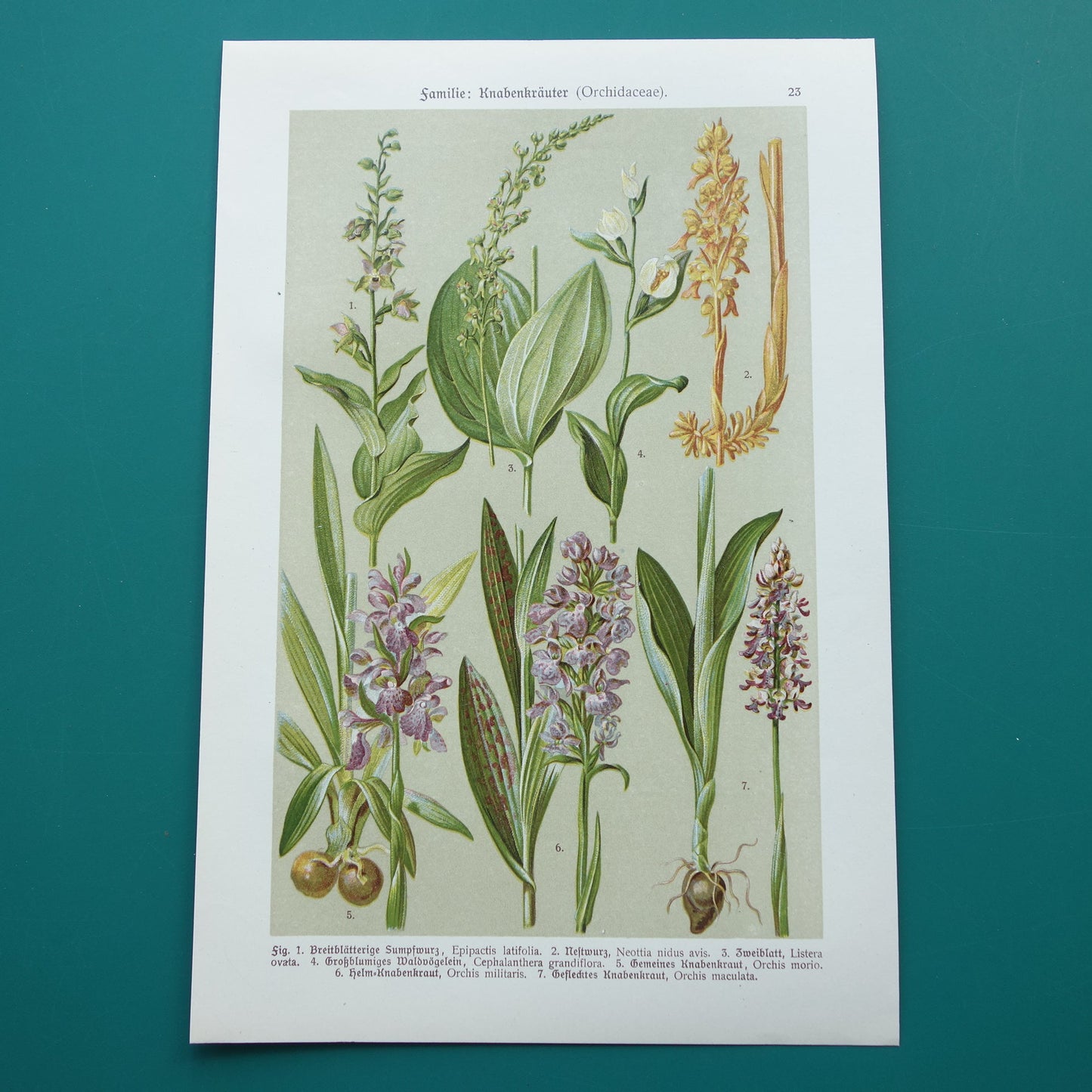 ORCHIDEE Oude botanische prent uit 1911 originele antieke illustratie ORCHIDEEËN