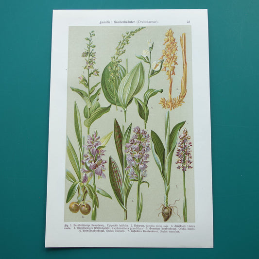 ORCHIDEE Oude botanische prent uit 1911 originele antieke illustratie ORCHIDEEËN