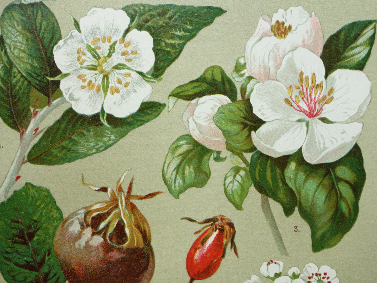 Set van drie antieke botanische prenten - 1911 originele oude bloemen illustratie - vintage historische bloem prenten